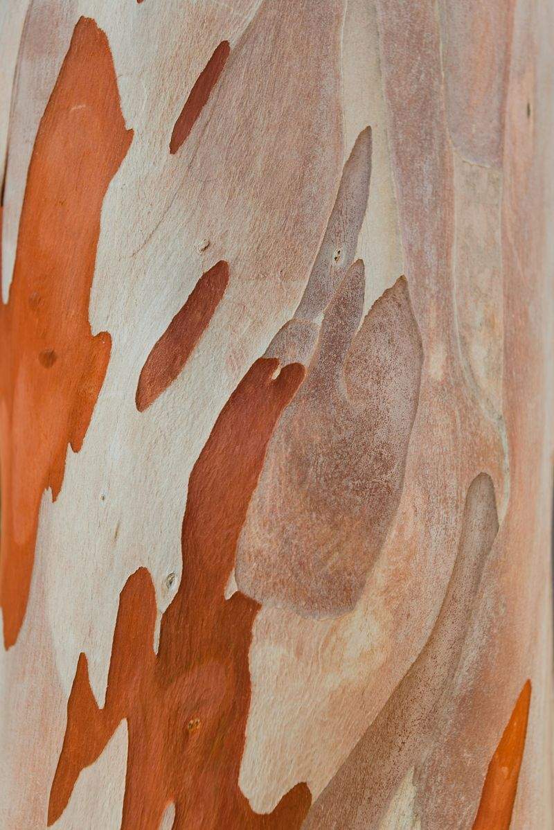 Arte e Legno Italia - Image 11